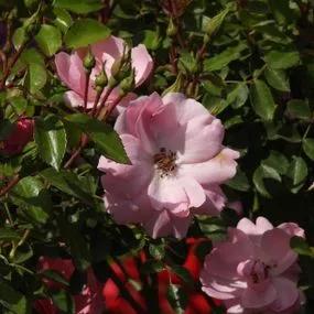 Bonica Shrub Rose (Rosa Bonica) 3